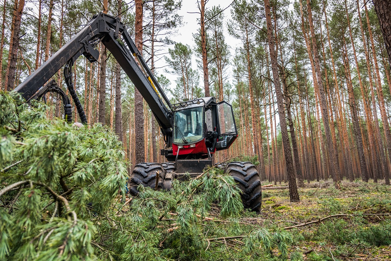 Forestry harvester clearing timber